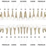 Cati dinti are un om? Denumirea si numerotarea dintilor din dantura umana!